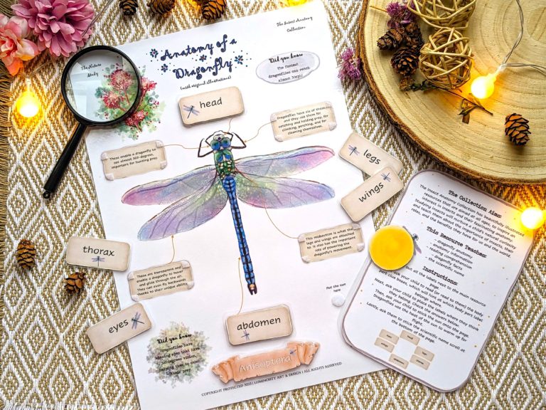 Anatomy of a Dragonfly