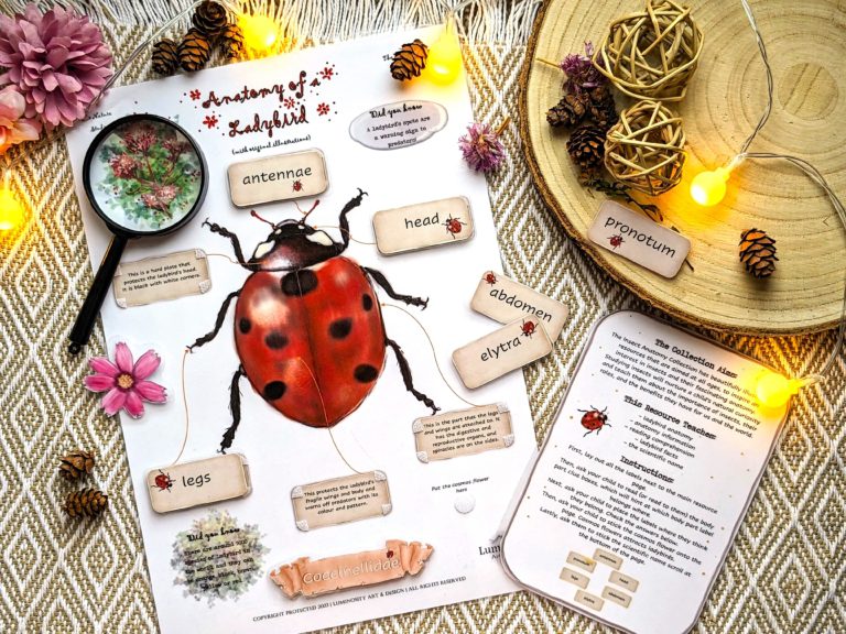 Anatomy of a Ladybird