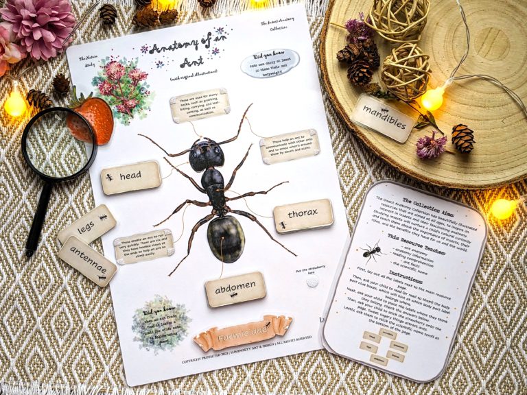 Anatomy of an Ant