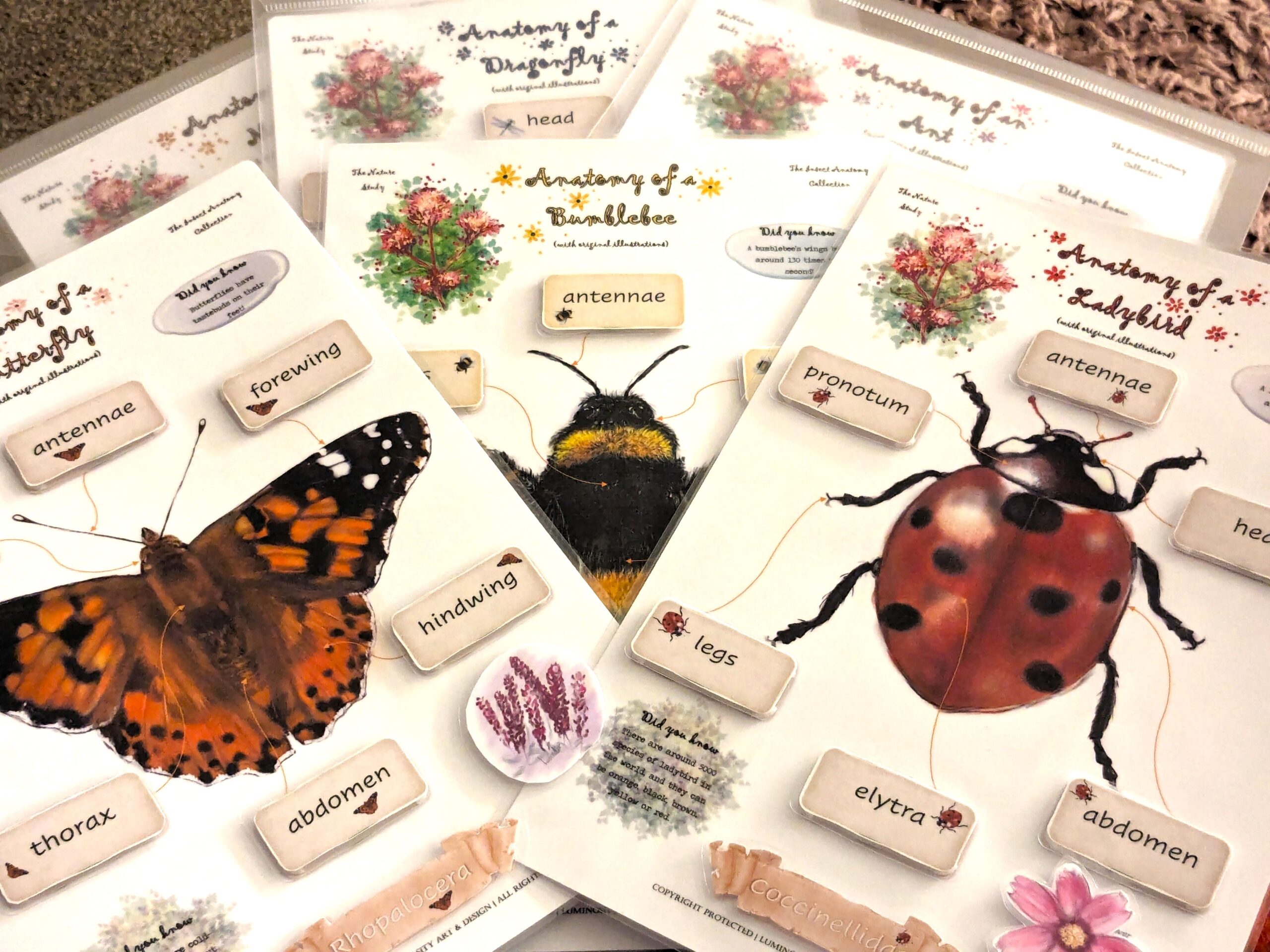 The Insect Anatomy Collection