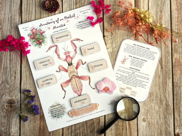 Anatomy of an Orchid Mantis